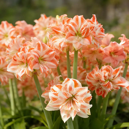 🌺Double Perfume Amaryllis Bulbs—Blooming In 40 Days